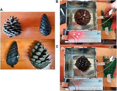 Reviewing Bioinspired Technologies for Future Trends: A Complex Systems Point of View